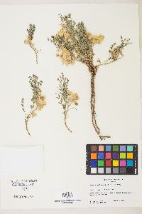 Astragalus lentiginosus var. floribundus image