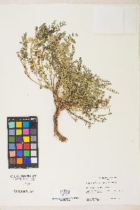 Astragalus lentiginosus var. floribundus image