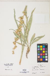 Pyrrocoma racemosa var. sessiliflora image