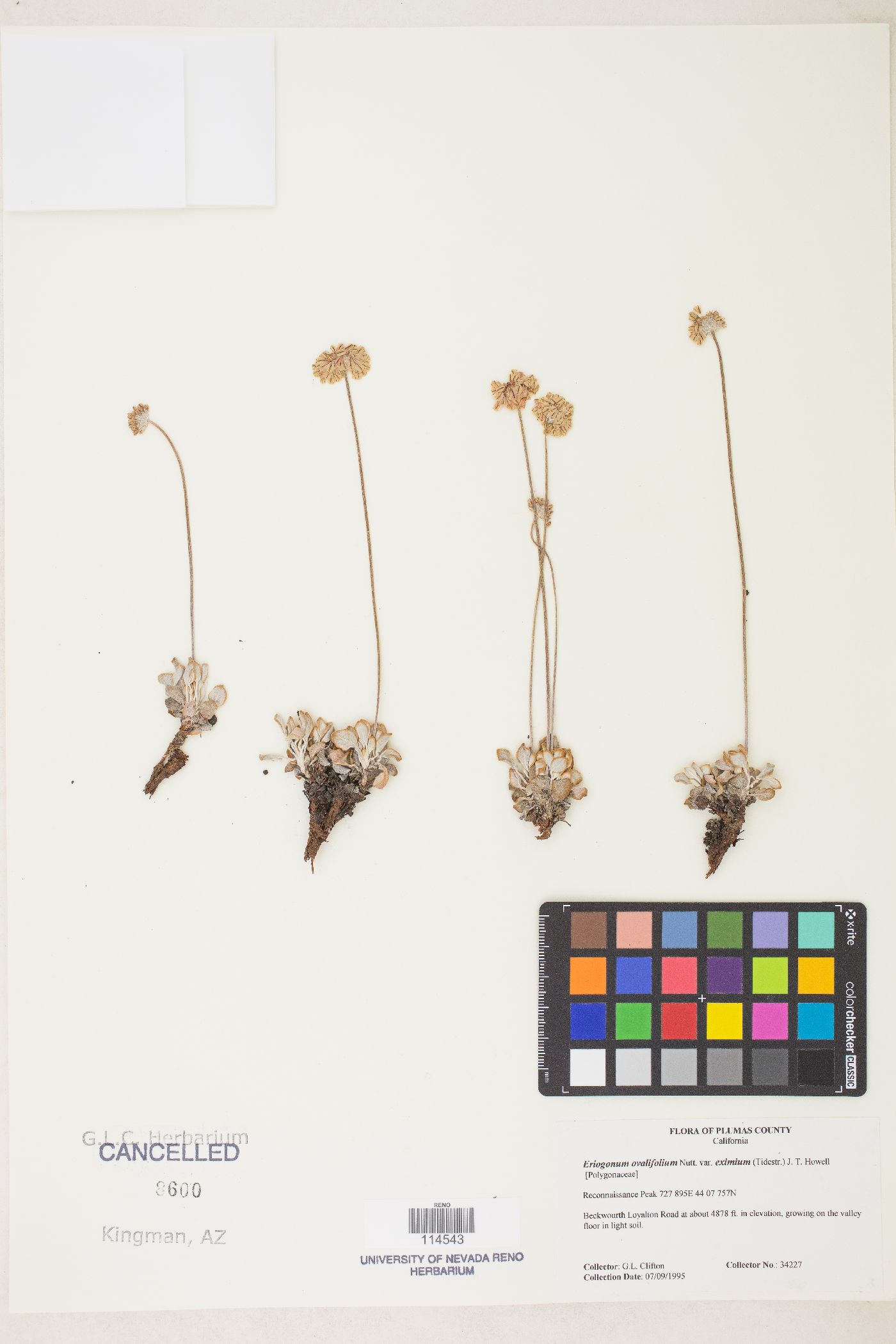 Eriogonum ovalifolium var. eximium image