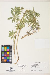 Lupinus arbustus image