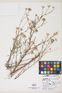 Dieteria canescens var. ziegleri image