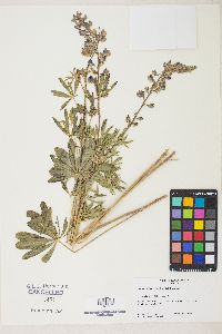 Lupinus arbustus image
