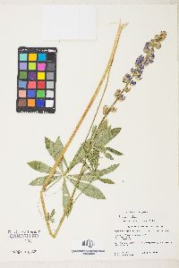 Lupinus latifolius image