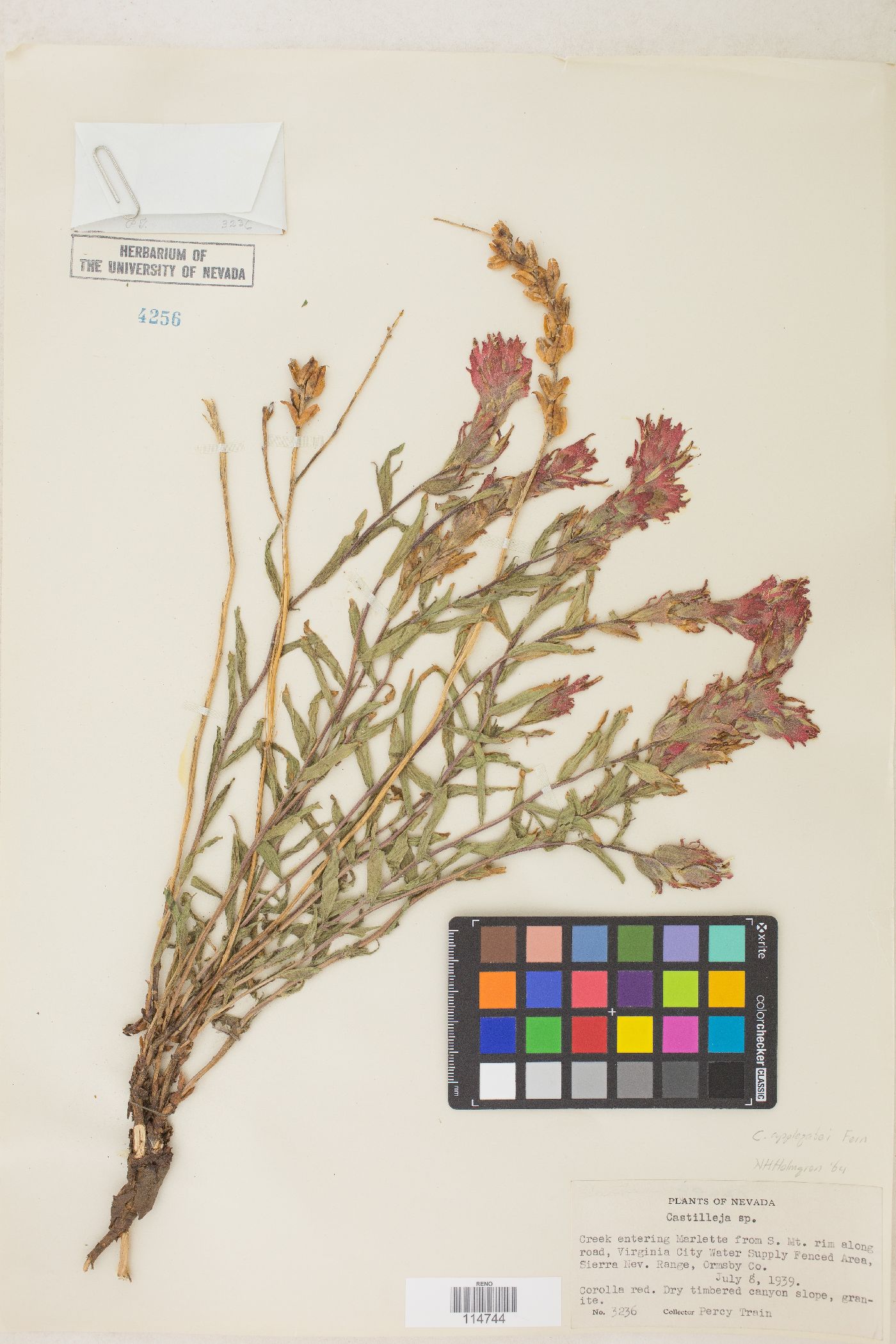 Castilleja applegatei var. pinetorum image