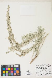 Artemisia tridentata image