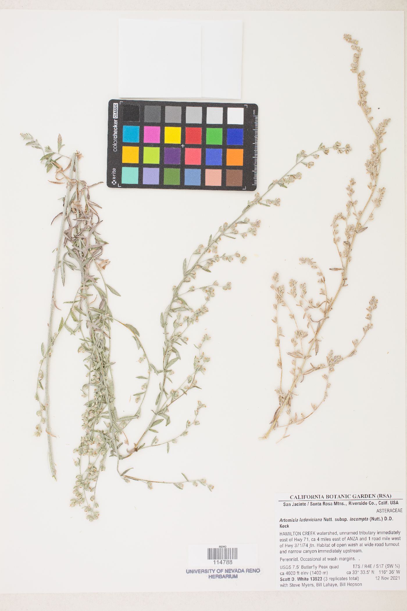 Artemisia ludoviciana subsp. incompta image