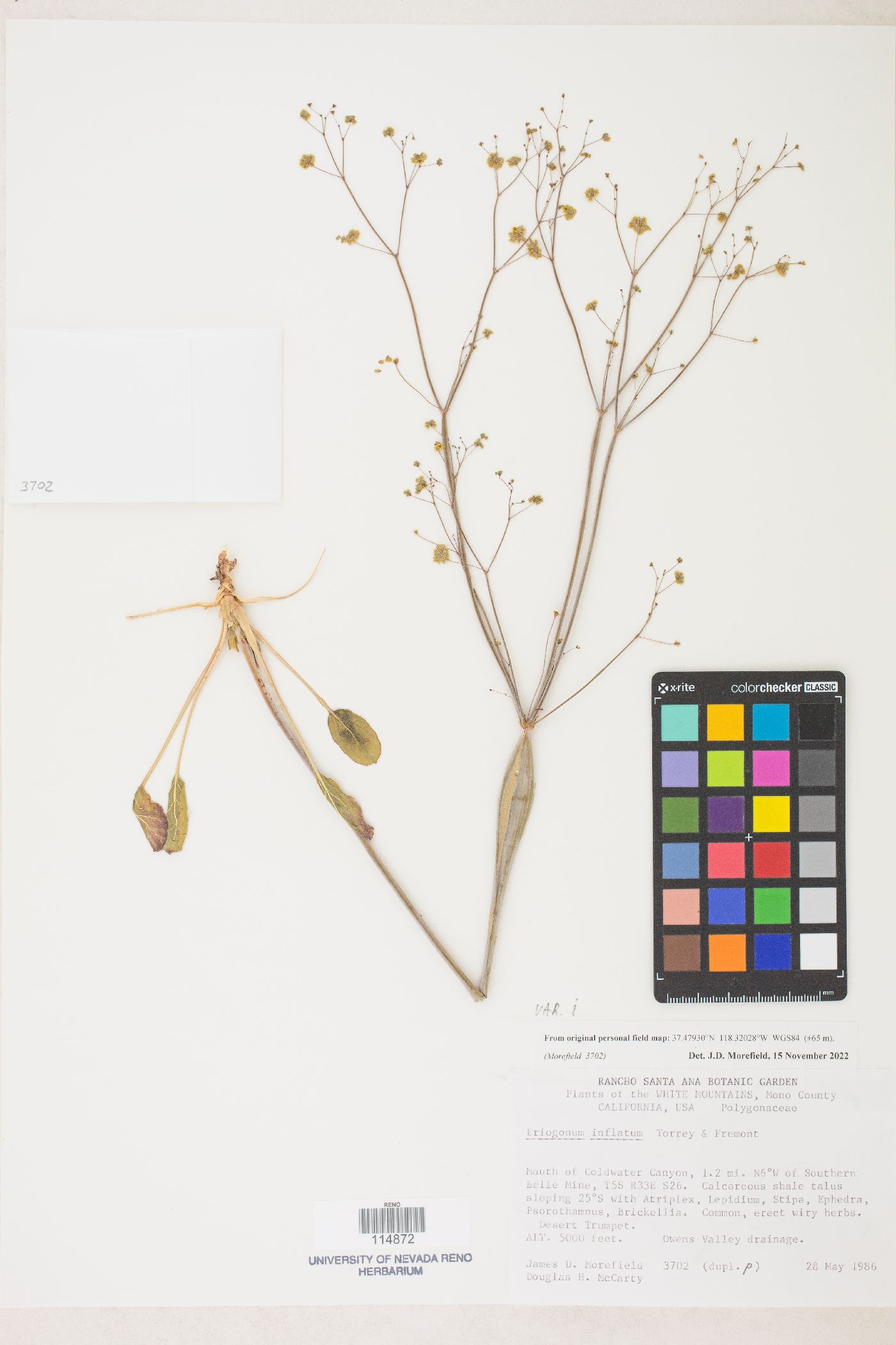 Eriogonum inflatum var. inflatum image