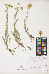 Solidago multiradiata image