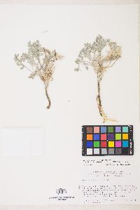 Astragalus newberryi image