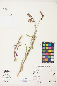 Penstemon strictus image