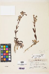 Penstemon confusus image