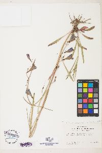 Penstemon comarrhenus image