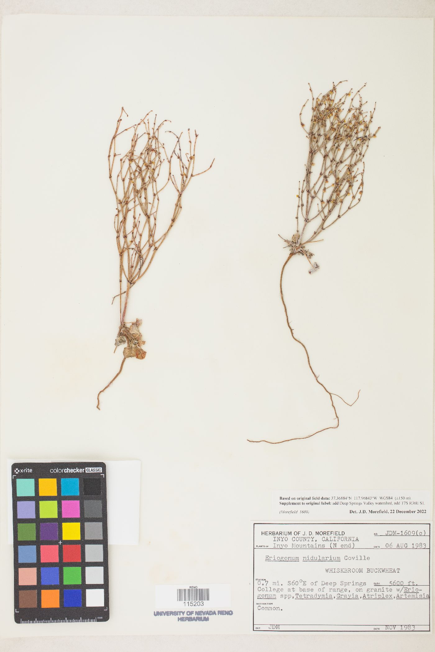 Eriogonum nidularium image