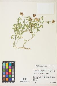 Trifolium wormskioldii image