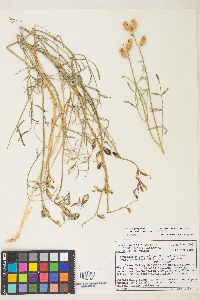 Astragalus serenoi image