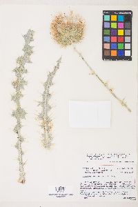 Cirsium occidentale var. venustum image