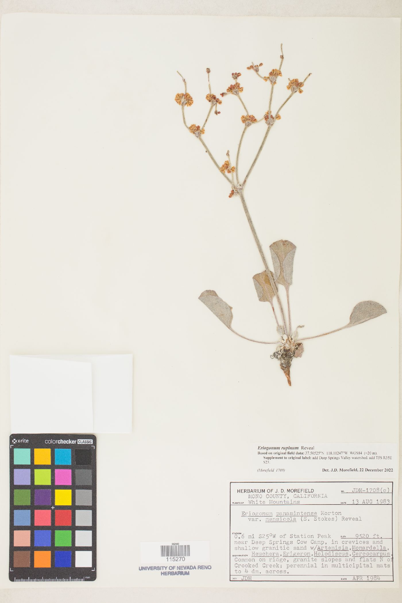 Eriogonum rupinum image
