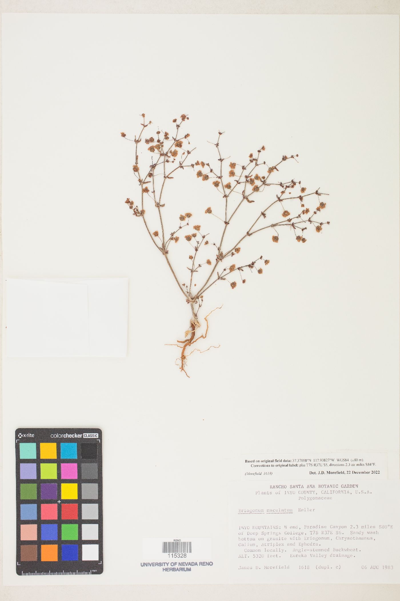 Eriogonum maculatum image