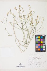 Stephanomeria pauciflora image