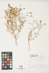 Eriogonum heermannii image