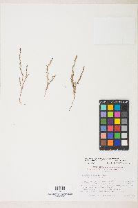 Polygonum sawatchense subsp. sawatchense image