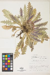 Cirsium scariosum image