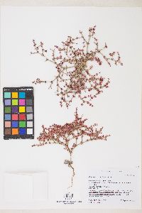 Eriogonum palmerianum image