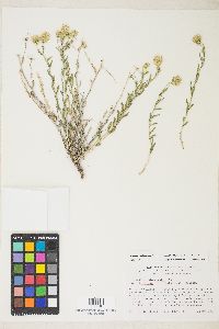 Brickellia oblongifolia image