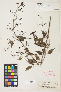 Scrophularia montana image
