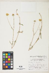 Heliomeris multiflora var. nevadensis image