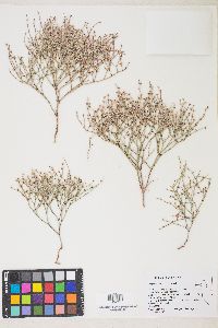 Eriogonum palmerianum image