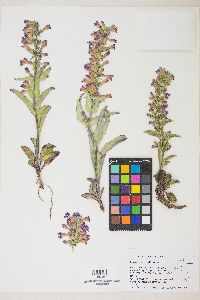 Penstemon confusus image