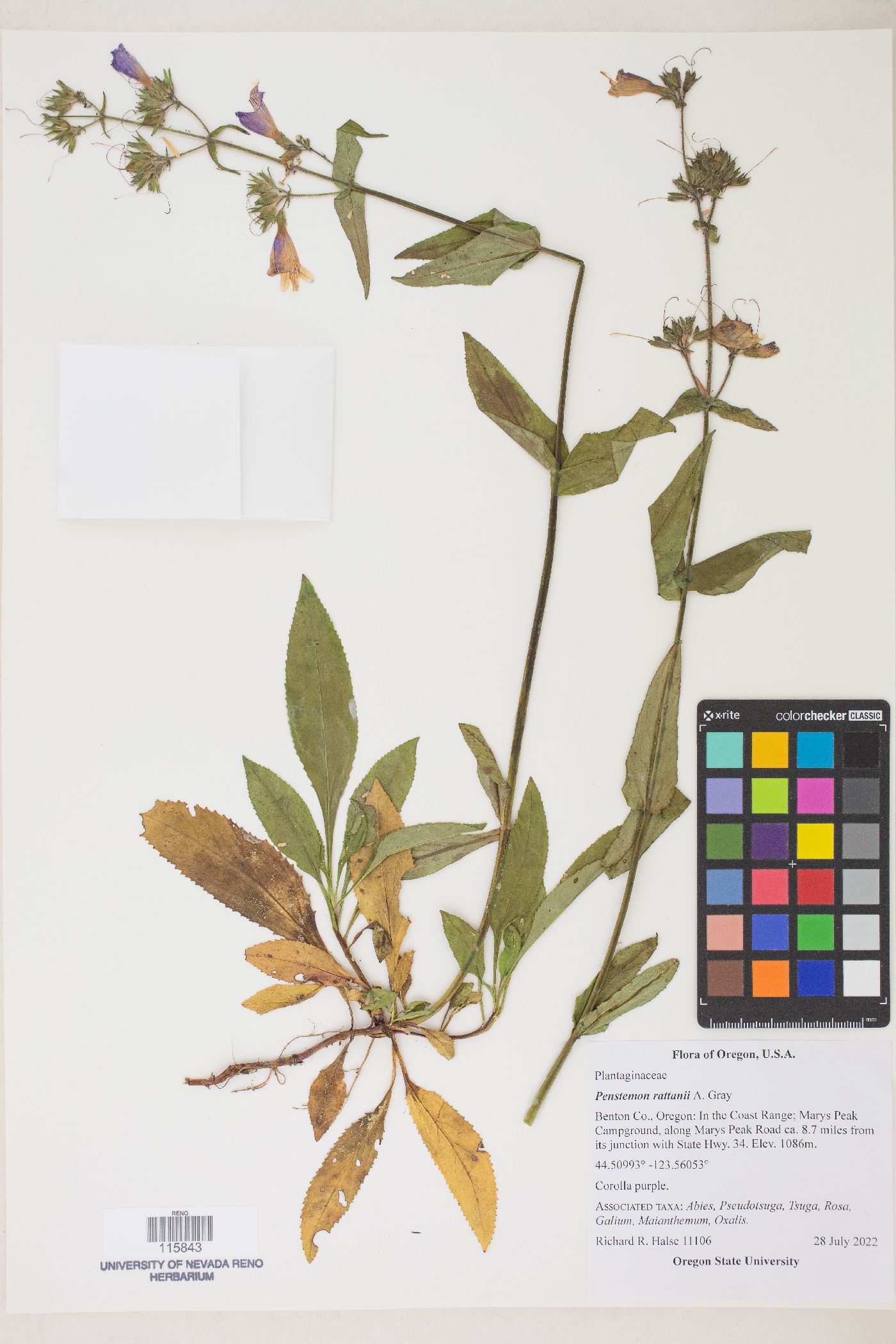 Penstemon rattanii var. rattanii image