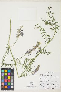 Vicia villosa subsp. varia image