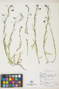 Lathyrus angulatus image