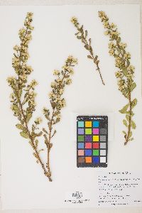 Baccharis pilularis image