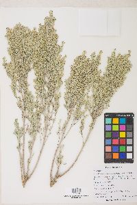 Artemisia tridentata subsp. vaseyana image