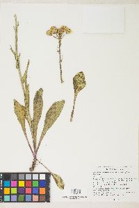 Senecio integerrimus image