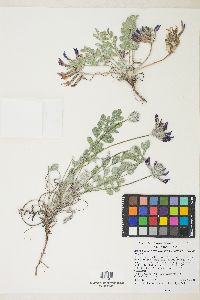 Astragalus newberryi var. castoreus image