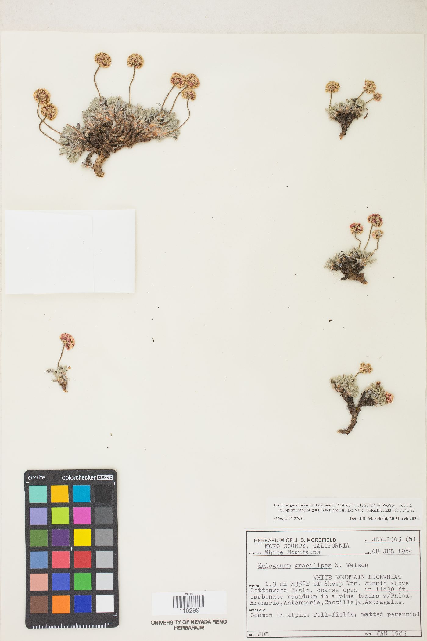 Eriogonum gracilipes image