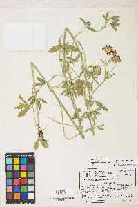 Trifolium wormskioldii image