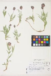 Trifolium eriocephalum var. cusickii image