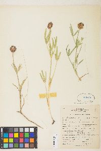 Trifolium eriocephalum var. cusickii image