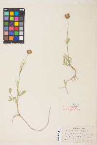 Trifolium eriocephalum var. cusickii image