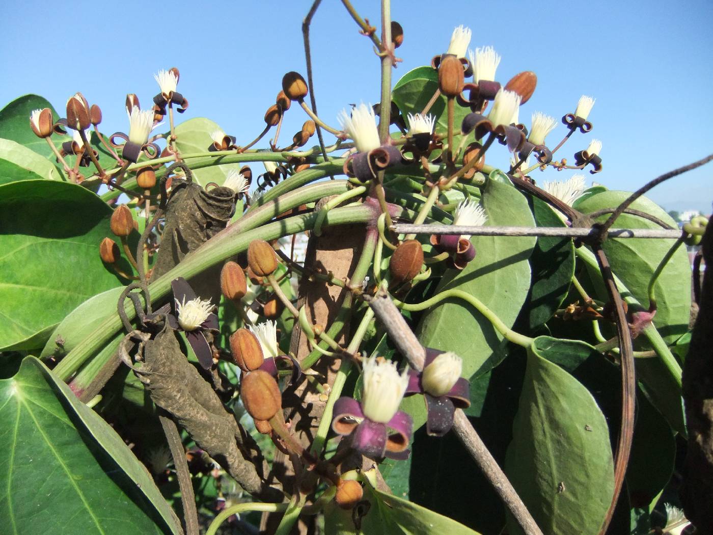 Clematis smilacifolia image