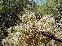 Clematis drummondii image