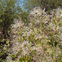 Clematis drummondii image