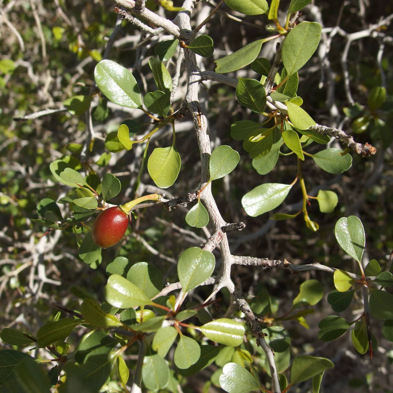 Ziziphus parryi image