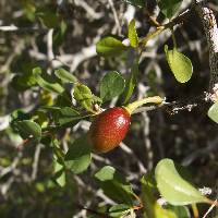 Ziziphus parryi image